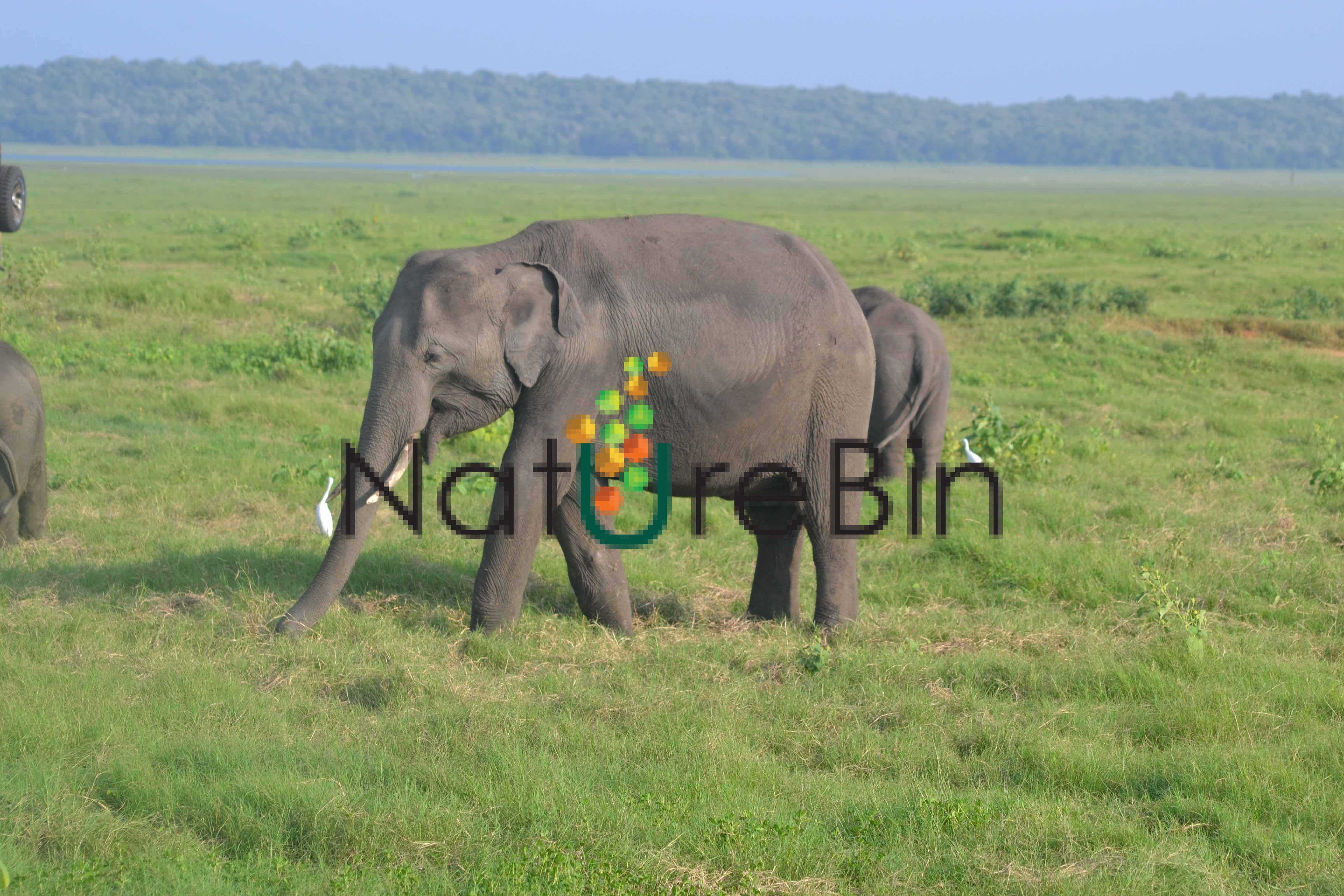 Elephants, Ali, Udawalawa, Srilanka, Nature,
